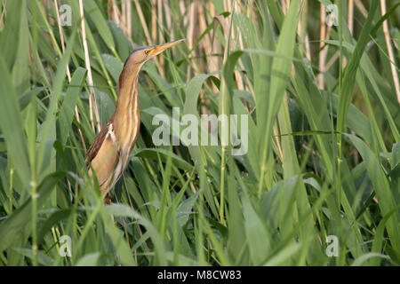 Woudaap staand in riet; wenig Rohrdommel in Schilf gehockt Stockfoto