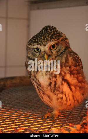 Steenuil in Vogel opvang Centrum, kleine Eule bei bird rescue Heiligtum Stockfoto