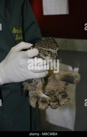 Steenuil in Vogel opvang Centrum, kleine Eule bei bird rescue Heiligtum Stockfoto