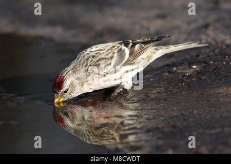 Grote Barmsijs bij drinkplaats; Birkenzeisig am Trinken Website Stockfoto