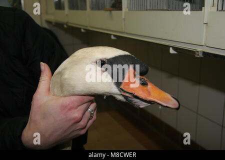 Knobbelzwaan verzorging in Vogel opvang Centrum, Mute swan Care bei bird rescue Heiligtum Stockfoto