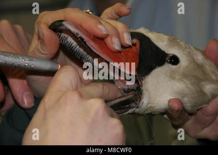 Knobbelzwaan verzorging in Vogel opvang Centrum, Mute swan Care bei bird rescue Heiligtum Stockfoto