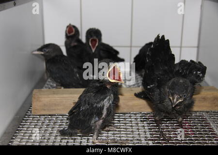 Kauw jongen in opvang; Western Jackdaw jungen Gefangenen Stockfoto