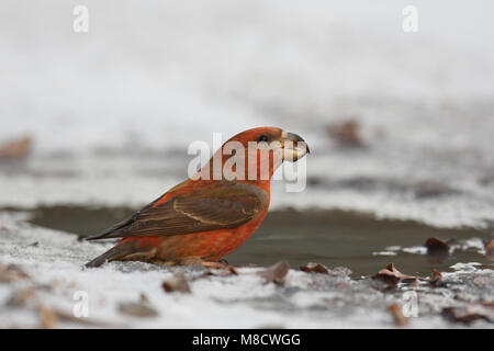 Parrot Gegenwechsel trinken; Grote Kruisbek drinkend Stockfoto