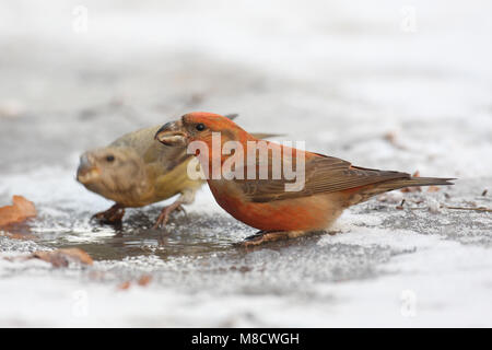 Parrot Gegenwechsel trinken; Grote Kruisbek drinkend Stockfoto