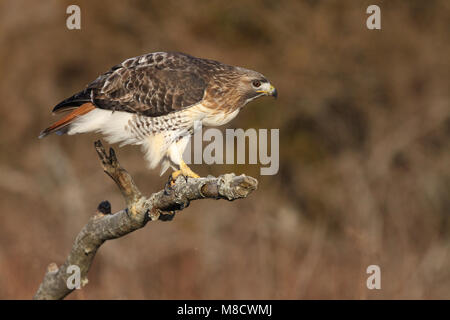 Roodstaartbuizerd zittend op Tak; Red-tailed Hawk auf Ast sitzend Stockfoto