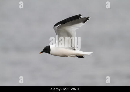 Vorkstaartmeeuw nach Vliegend;;;;;;;; Sabiner Möwe nach Fliegen Stockfoto