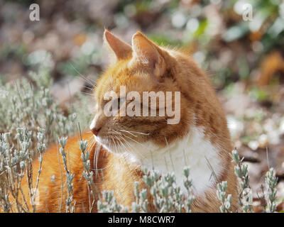 Porträt einer rote Katze inmitten von Lavendel Stockfoto