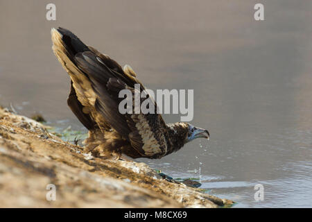 Drinkende juveniele Aasgier; Juvenile Schmutzgeier trinken Stockfoto