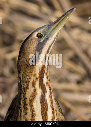 Roerdomp close-up; Eurasischen Rohrdommel Nahaufnahme Stockfoto