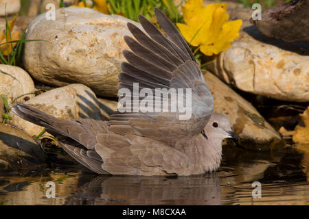 Badderende Turkse Tortel, Eurasian Collared Dove Baden Stockfoto