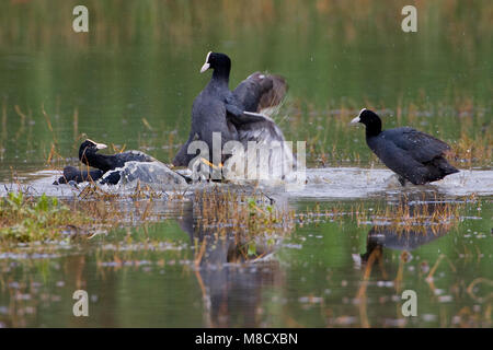 Vechtende Meerkoeten; Bekämpfung der Eurasischen Blässhühner Stockfoto