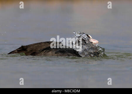 Badderende Meerkoet; Baden Eurasian Coot Stockfoto