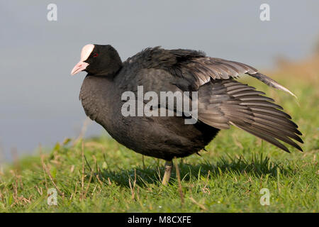 Meerkoet vleugel strekkend; Eurasian Coot Flügel Stretching Stockfoto