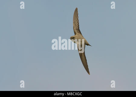 Eurasischen Crag Martin fliegen; Rotszwaluw vliegend Stockfoto