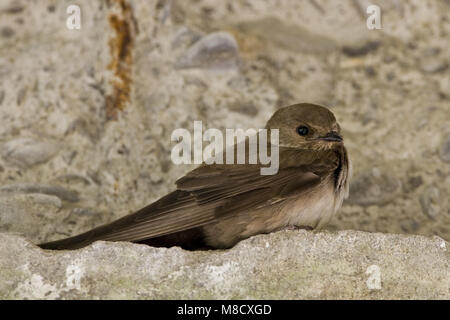 Rotszwaluw rustend op Richel; Eurasischen Crag Martin auf Felsvorsprung thront Stockfoto