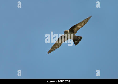 Eurasischen Crag Martin fliegen; Rotszwaluw vliegend Stockfoto