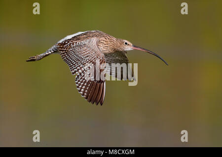 Wulp in de Vlucht; Eurasian Curlew im Flug Stockfoto