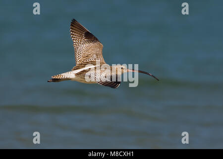 Wulp in Vlucht; Eurasian Curlew im Flug Stockfoto