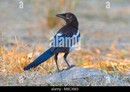 Ekster; Eurasian Magpie Stockfoto