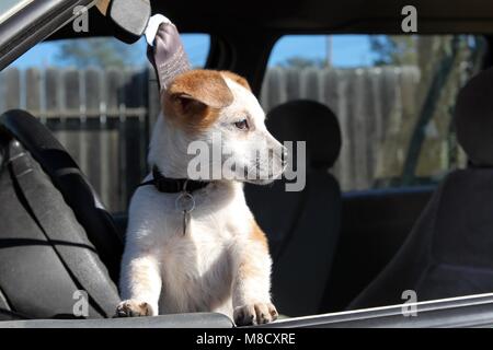 Queensland Heeler Welpen Stockfoto