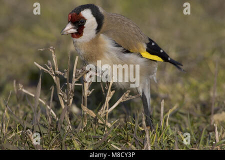 Europäische Goldfinch thront auf einem Zweig; Putter zittend op een Tak Stockfoto