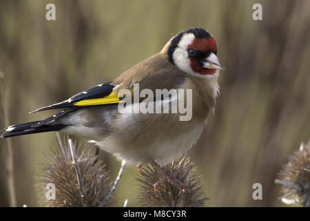 Europäische Goldfinch thront auf einem Zweig; Putter zittend op een Tak Stockfoto