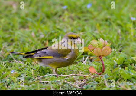 Foeragerend mannetje Groenling; Nahrungssuche männlichen Europäischen Grünfink Stockfoto