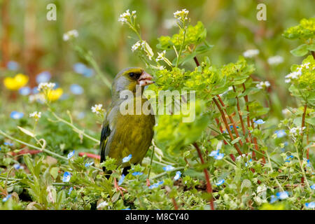 Foeragerend mannetje Groenling; Nahrungssuche männlichen Europäischen Grünfink Stockfoto