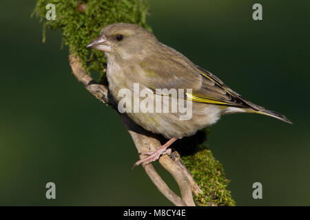 Vrouwtje Groenling zittend op een Tak, weibliche Europäische Grünfink thront auf einem Zweig Stockfoto