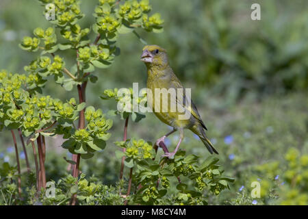 Foeragerend mannetje Groenling; Nahrungssuche männlichen Europäischen Grünfink Stockfoto