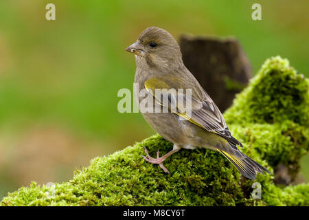Stronk Groenling Vrouwtje op met Mos; weibliche Europäische Grünfink thront auf log mit Moos Stockfoto