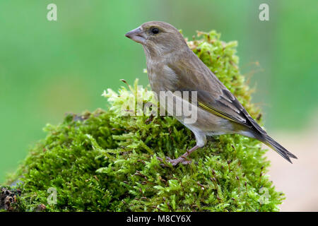 Stronk Groenling Vrouwtje op met Mos; weibliche Europäische Grünfink thront auf log mit Moos Stockfoto