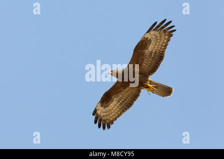 Juveniele Wespendief in de Vlucht; Juvenile europäischen Wespenbussard im Flug Stockfoto