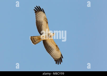 Juveniele Wespendief in de Vlucht; Juvenile europäischen Wespenbussard im Flug Stockfoto