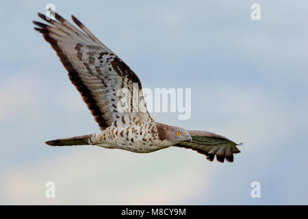 In Wespendief vlucht; Europäische Wespenbussard im Flug Stockfoto