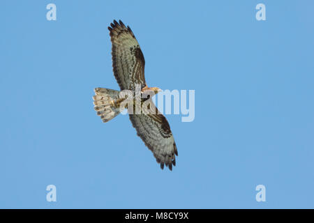 In Wespendief vlucht; Europäische Wespenbussard im Flug Stockfoto