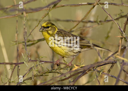 Europäische Serin thront auf einem Zweig; Europese Kanarie zittend op een Tak Stockfoto