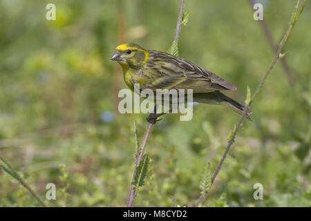 Europäische Serin thront auf einem Zweig; Europese Kanarie zittend op een Tak Stockfoto