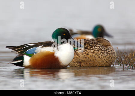 Paartje Slobeend; Pait der Europäischen Shovelers Stockfoto