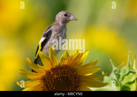 Juveniele Putter op zonnebloem; Juvenile europäischen Stieglitz bei Sonnenblumen Stockfoto