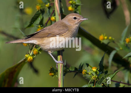 Takje Tuinfluiter op; Garten Warbler auf Zweig Stockfoto