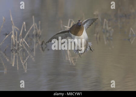 Krickente männlich Fliegen; Zomertaling Mann vliegend Stockfoto