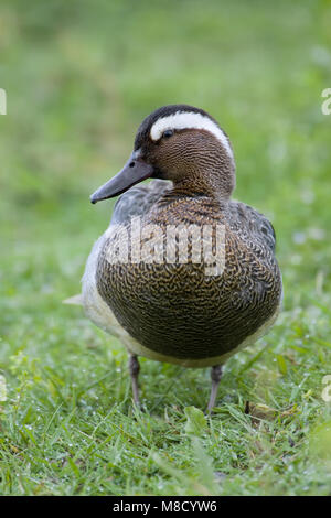 Krickente männlich stehend im Gras; Zomertaling Mann staand in het Gras Stockfoto