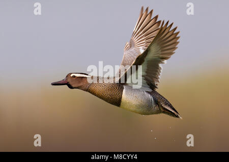 Mannetje Zomertaling in de Vlucht; Männliche Krickente im Flug Stockfoto