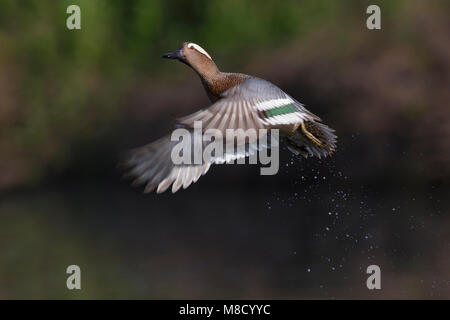 Mannetje Zomertaling in de Vlucht; Männliche Krickente im Flug Stockfoto