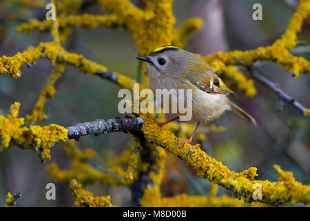 Takje Goudhaan op; Goldcrest auf Zweig Stockfoto