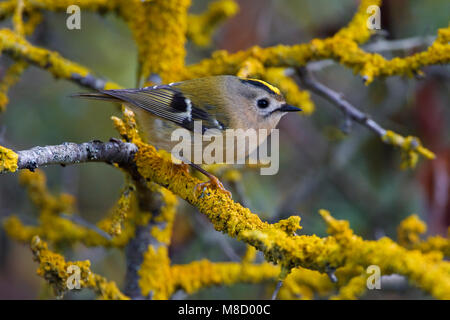 Takje Goudhaan op; Goldcrest auf Zweig Stockfoto