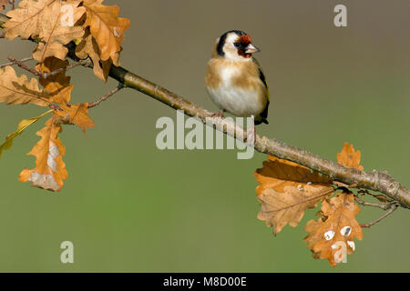 Putter op een Tak; Europäische Goldfinch thront auf einem Zweig Stockfoto