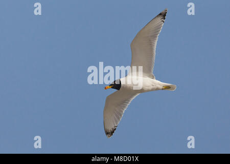 Gabbiano di Pallas; große Lachmöwe; Ichthyaetus ichthyaetus Stockfoto